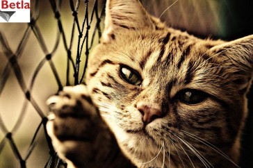 Siatki Barlinek - Siatka ochronna na balkon, dla kota dla terenów Barlinka